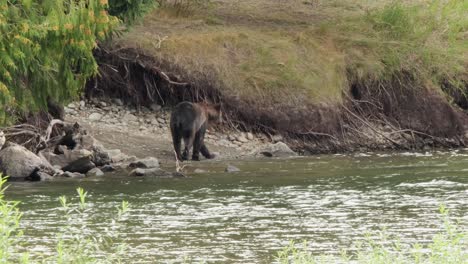 Grizzly-Bear-Camina-Río-Arriba-Con-Inundación