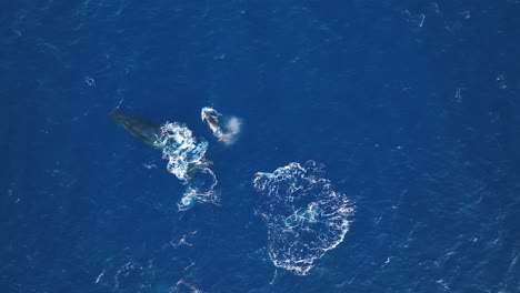 Madre-Ballena-Jorobada-Pasando-Tiempo-Con-Su-Cría-En-El-Santuario-Marino-Nacional-De-Hawaii,-Un-área-Protegida-Por-El-Gobierno-Federal-Para-La-Reproducción,-La-Lactancia-Y-El-Descanso-En-Invierno