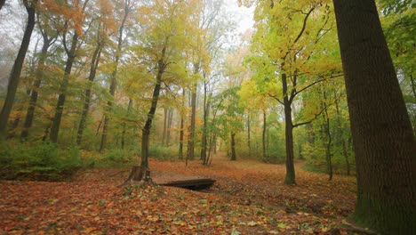 A-walk-in-a-dreamy-autumn-forest