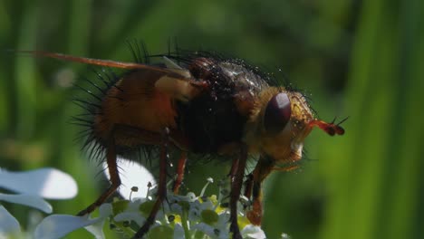 un primer plano extremo de una mosca taquínida negra y amarilla parecida a una abeja en una flor blanca