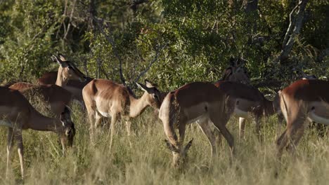 impala grazing on grass in morning african light