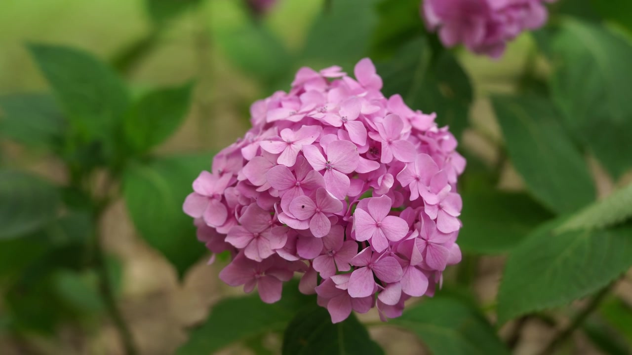 A Blossoming pink Bigleaf Hydrangea in the bushes