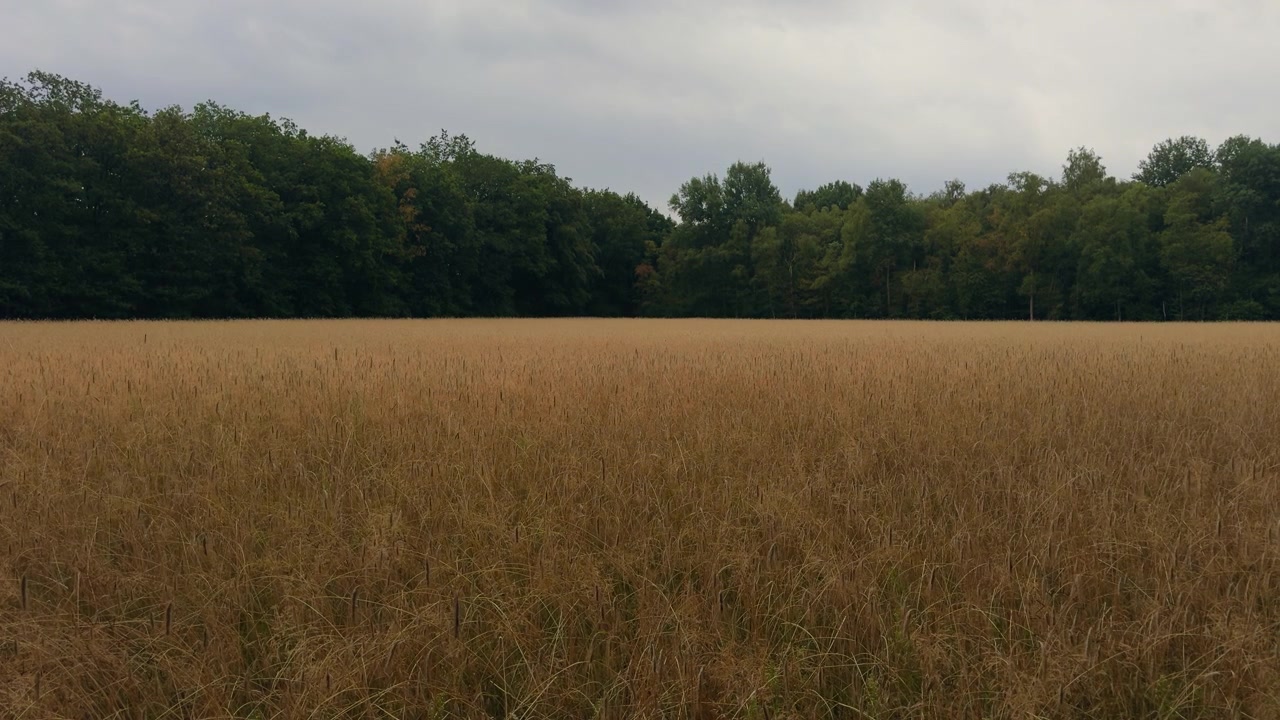 Paisagem minimalista de um campo de grama amarela com uma fileira de árvores verdes ao longe sob um céu cinzento nublado, suave e melancólico