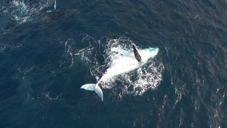 humpback whale on its back slapping its pectoral fins causing splash of water