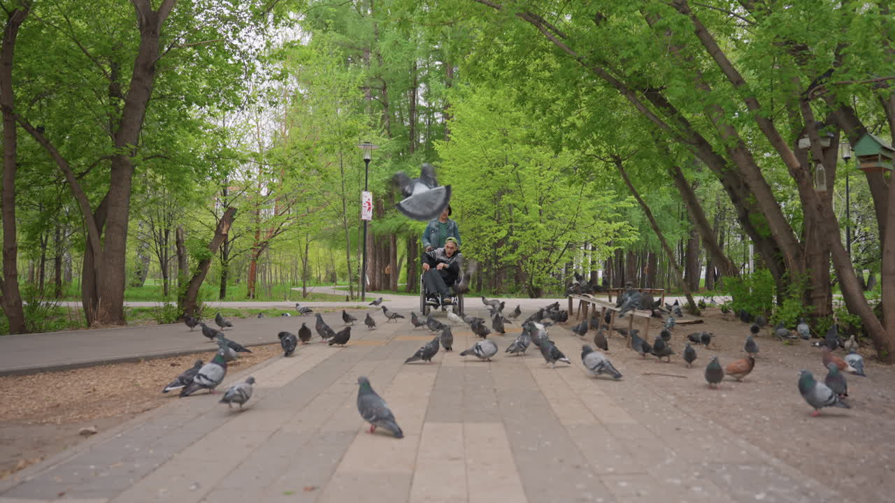 Wheelchair User Surprised By Park Pigeons, Caregiver Pushes Along TreeLined Walkway, Flock Scatters Across Pavement, Green Canopy Overhead, Lively Motion, Inclusive Outdoor Moment, Support And Joy
