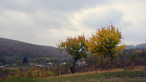 Cámara-Panorámica-Hacia-La-Izquierda-Mirando-Las-Hojas-De-Otoño-En-Un-árbol-Y-Colinas-En-El-Fondo