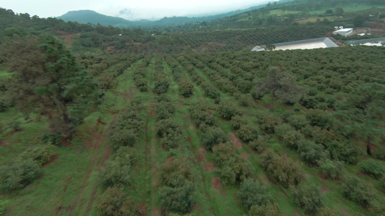 drone fpv: fincas de aguacate en michoacan