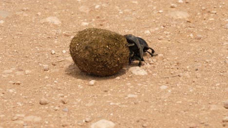 Close-up-Flightless-Dung-Beetles,-female-rolling-ball,-male-tags-along,-Addo-Elephant-National-Park