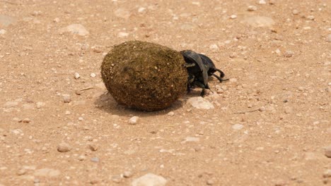 Nahaufnahme-Von-Flugunfähigen-Mistkäfern,-Weiblicher-Rollender-Ball,-Männliche-Tags-Entlang,-Addo-Elefanten-Nationalpark