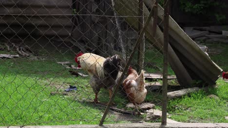 many red chickens on a summer day in the village