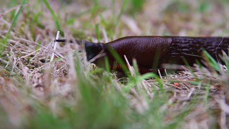 red striped skirt fringe of black slug as it crawls through grass