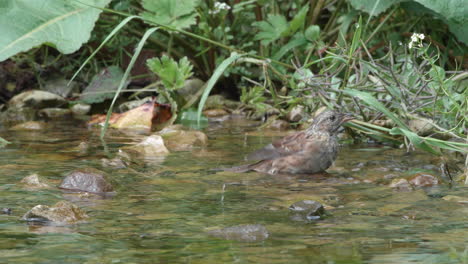 Pájaro-Acento-Común-Bañándose-En-El-Borde-De-Un-Arroyo-Poco-Profundo