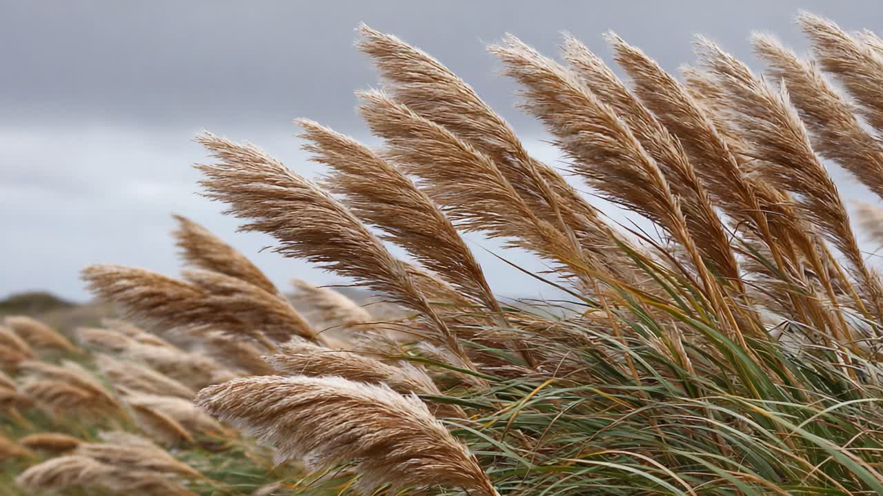 A Close-Up View of Golden Grasses Swaying Gently in the Wind Against a Dramatic Sky, Capturing Nature's Beauty and Serenity in a Tranquil Landscape