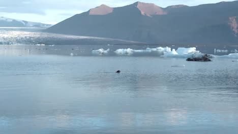 Foca-Nadando-En-Agua-De-Mar-Contra-Las-Montañas