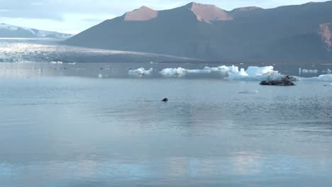 foca nadando en el agua del mar contra las montañas