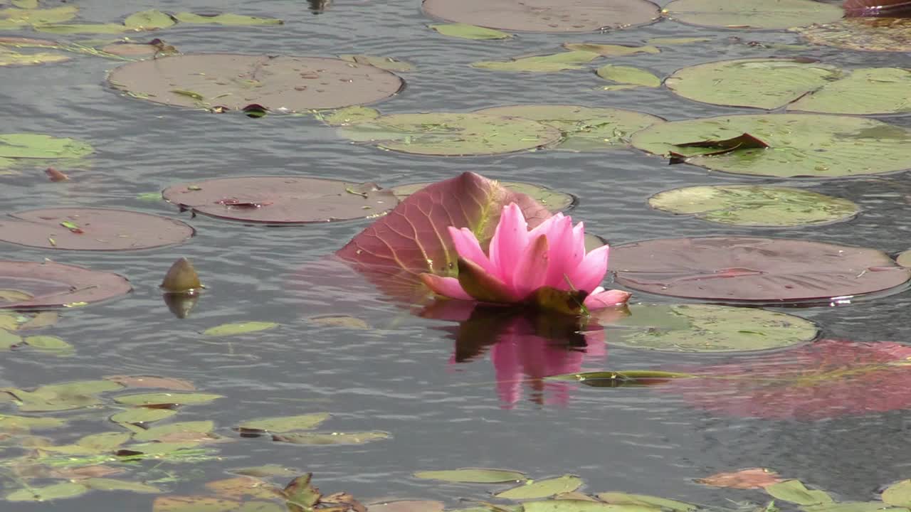Rosa Seerose in einem windigen Teich