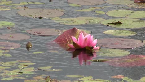 Lirio-De-Agua-Rosa-En-Un-Estanque-Ventoso