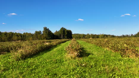 aronia (chokeberry) farm in the rural countryside of latvia, europe.