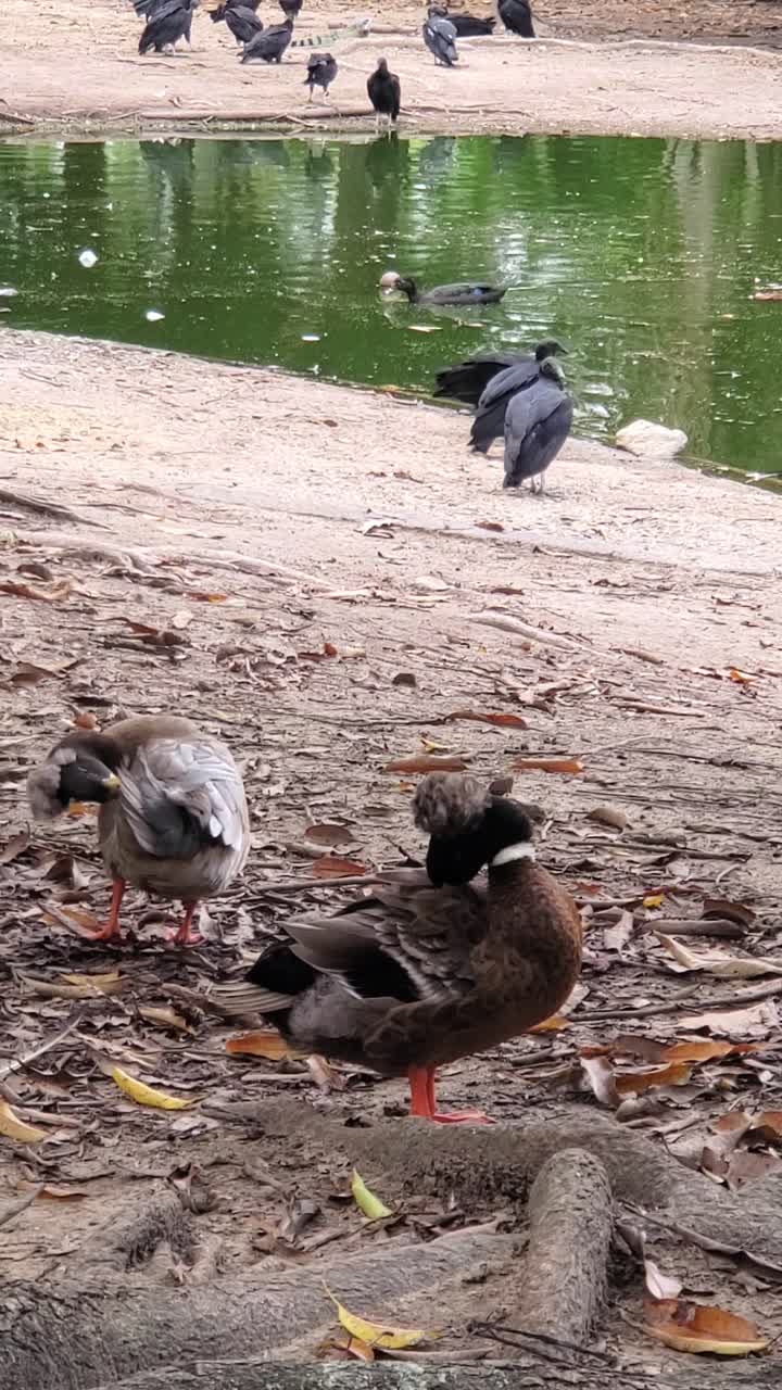 Una coppia di anatre crestati in un laghetto naturale circondato da foglie secche, mentre due avvoltoi neri si stagliano sullo sfondo. Scena di fauna selvatica pacifica in un parco naturale.