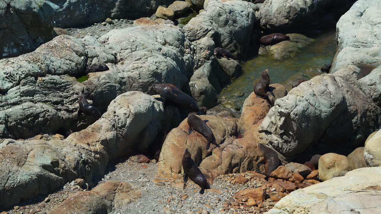 una colonia de focas de pelaje que se broncean en la costa rocosa de kaikoura, nueva zelanda.