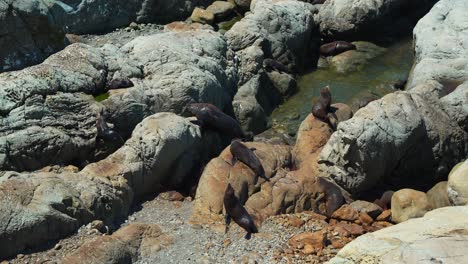 Una-Colonia-De-Lobos-Marinos-Disfrutando-De-La-Costa-Rocosa-De-Kaikoura,-Nueva-Zelanda