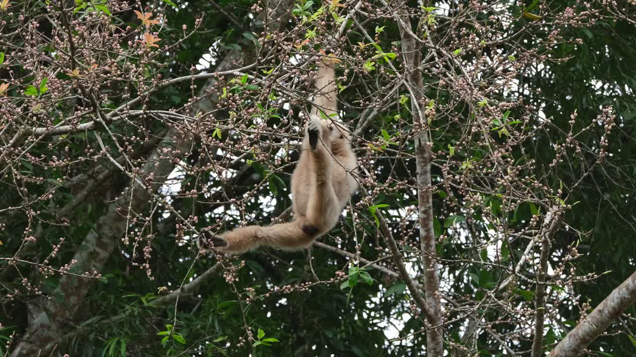 ambos pies sosteniendo ramas para equilibrarse mientras cuelgan en una mano mientras la otra alcanza las frutas para comer, gibón de manos blancas o lar gibón hylobates lar, tailandia
