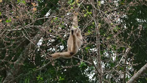 both feet holding branches to balance while hanging on one hand as the other reaches for fruits to eat, white-handed gibbon or lar gibbon hylobates lar, thailand