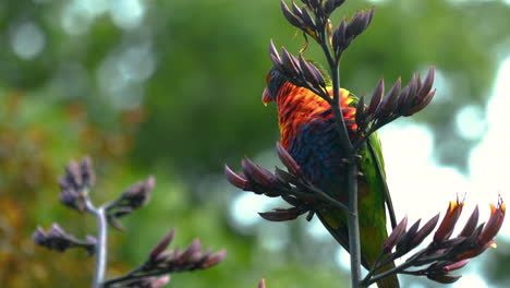 Rainbow-lorikeet-parrot-lory-in-the-wild-in-Australia