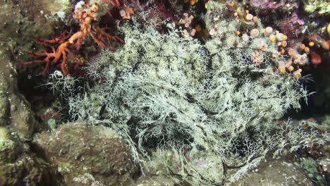 giant-basket-star-moves-arms-during-night-on-coral-reef,-medium-shot