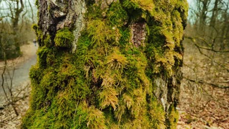 inclinación hacia arriba deslizándose a lo largo de la capa gruesa de musgo en el tronco del árbol a un árbol completamente desnudo