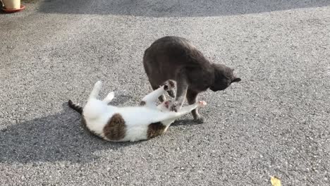 two cats playing in a front yard