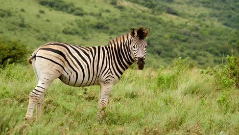 slow motion: one adult zebra standing between green grass while tail and mane blow in the wind