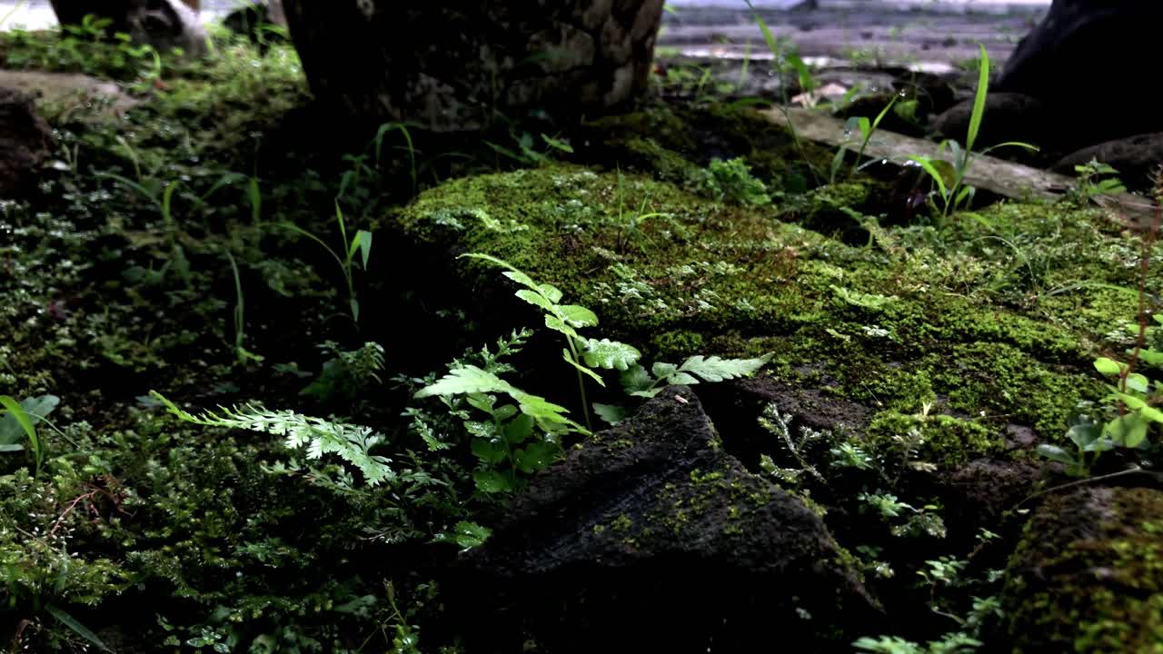 Primo piano macro di muschio verde vibrante che cresce su terreno scuro.