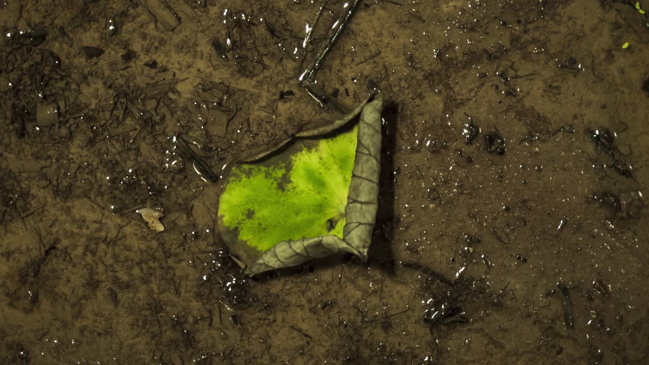 Pond lead drying out during drought