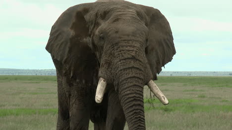 African-Elephant-lock-shot-of-big-bull-eating-in-the-grasslands,-and-looking-at-camera,Amboseli-N