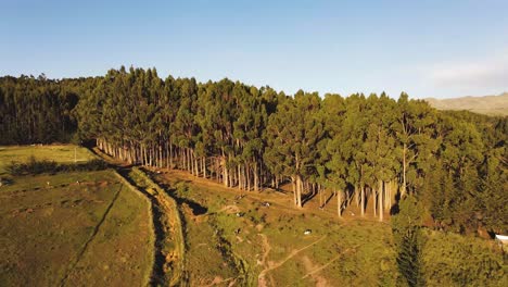 A-drone-view-of-a-forrest-during-golden-hour