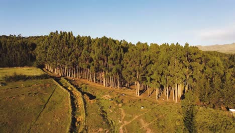 una vista de dron de un bosque durante la hora dorada