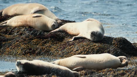 focas tomando el sol en la rocosa playa de ytri tunga en islandia
