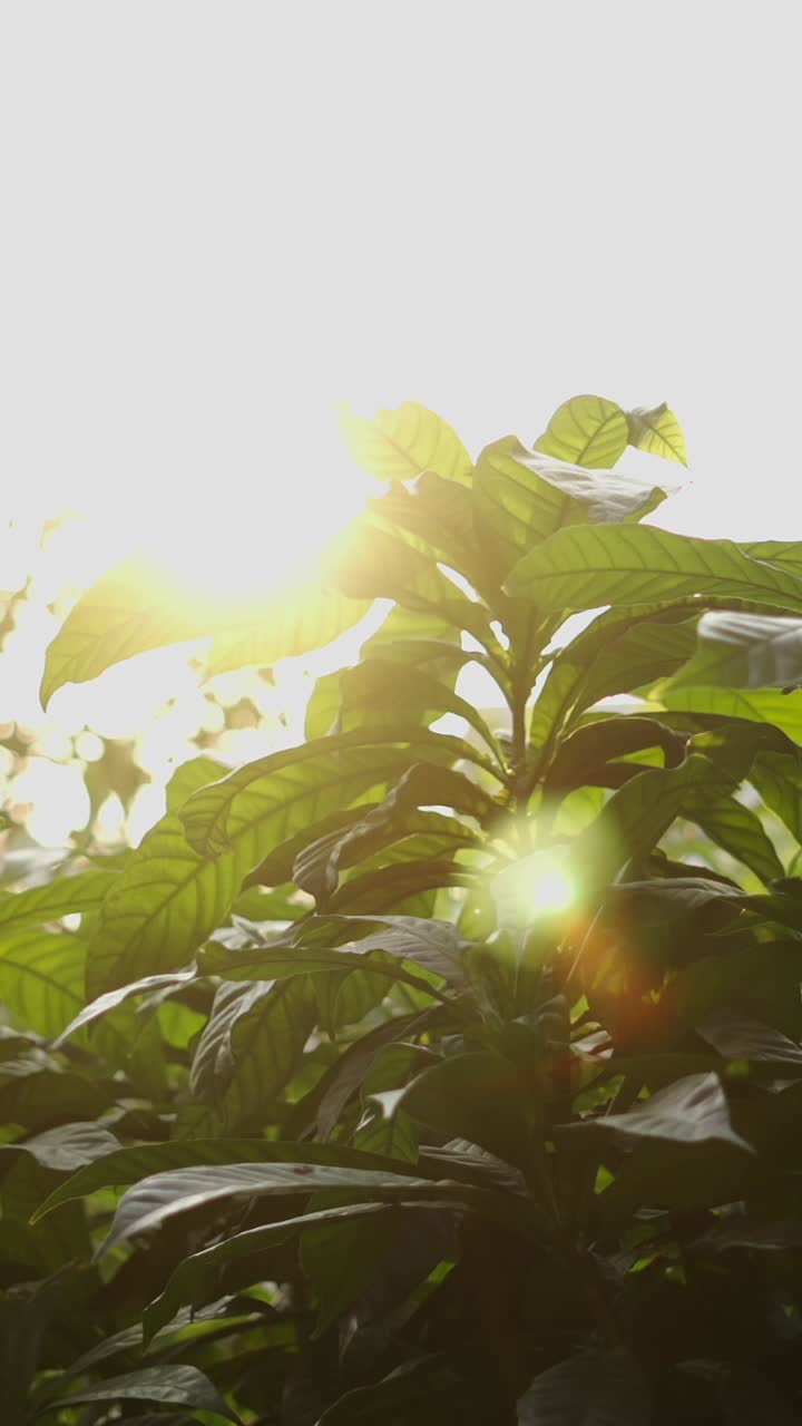 Close-up of a Lush Green Plant in Sunlight