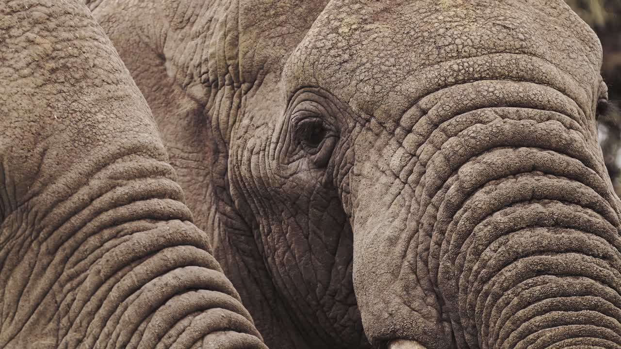 ojo de elefante africano retrato de cerca en el parque nacional serengeti en tanzania en áfrica, detalle extremo de cerca de los ojos y la cara de los elefantes en la vida silvestre africana safari animales game drive