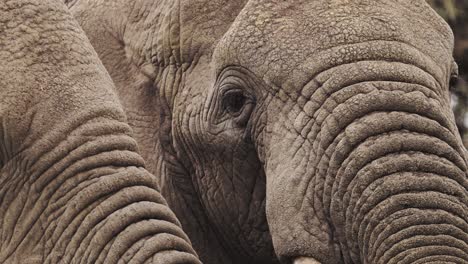 ojo de elefante africano retrato de cerca en el parque nacional serengeti en tanzania en áfrica, detalle extremo de cerca de los ojos y la cara de los elefantes en la vida silvestre africana safari animales game drive
