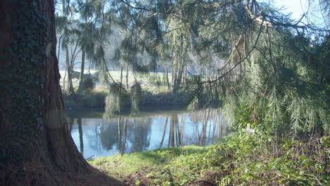 Río-Esk-A-Través-De-árboles,-Parque-Nacional-De-North-York-Moors---Enero-De-2022,-Bmpcc-4k-Prores-422hq-Clip-2