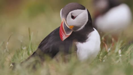 Papageientaucher-Auf-Den-Westfjorden,-Der-Sich-Umschaut-Und-Seine-Flügel-Bewegt