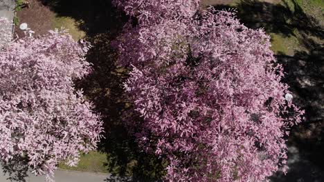 Antena-Descendente-Sobre-El-Floreciente-árbol-De-Cerezo-Japonés-Sakura