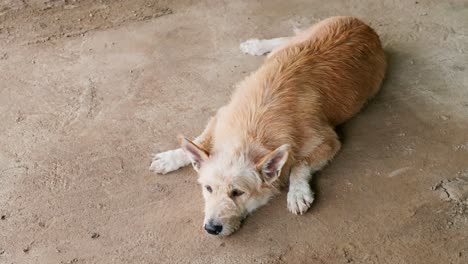 the dog is lying on the floor on a hot day