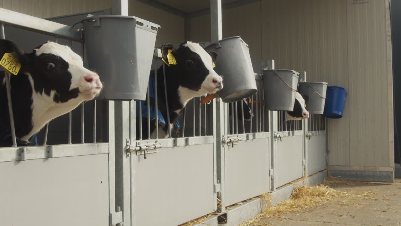 Baby cows looking out of their barn and mooing