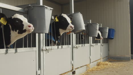 baby cows looking out of their barn and mooing