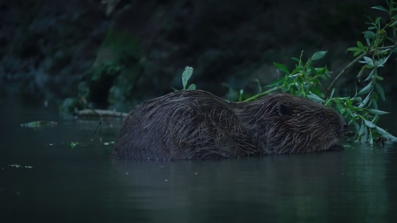 Beaver visible near riverbank under low light, surrounded by thick foliage