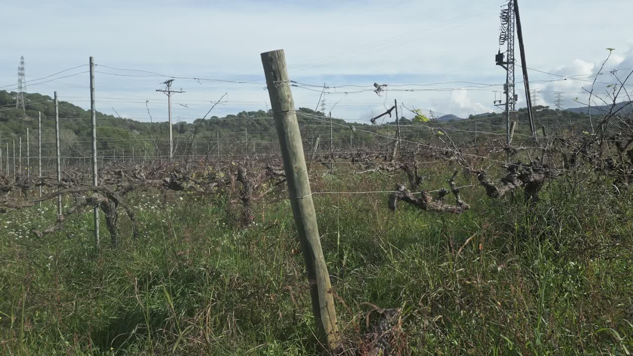 Green grass grows under bare vineyard rows and a wooden post and hills and communication towers stand in the background under a blue sky with some clouds