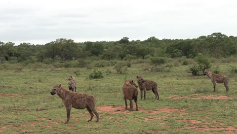 hyenas waiting close to a lion carcass, waiting to scavenge